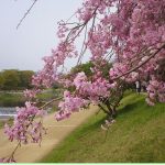 半木の道(京都)桜2018の見頃は?散策路のアクセスやランチも