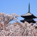 仁和寺の御室桜2018の見頃は?アクセスと見所やランチも